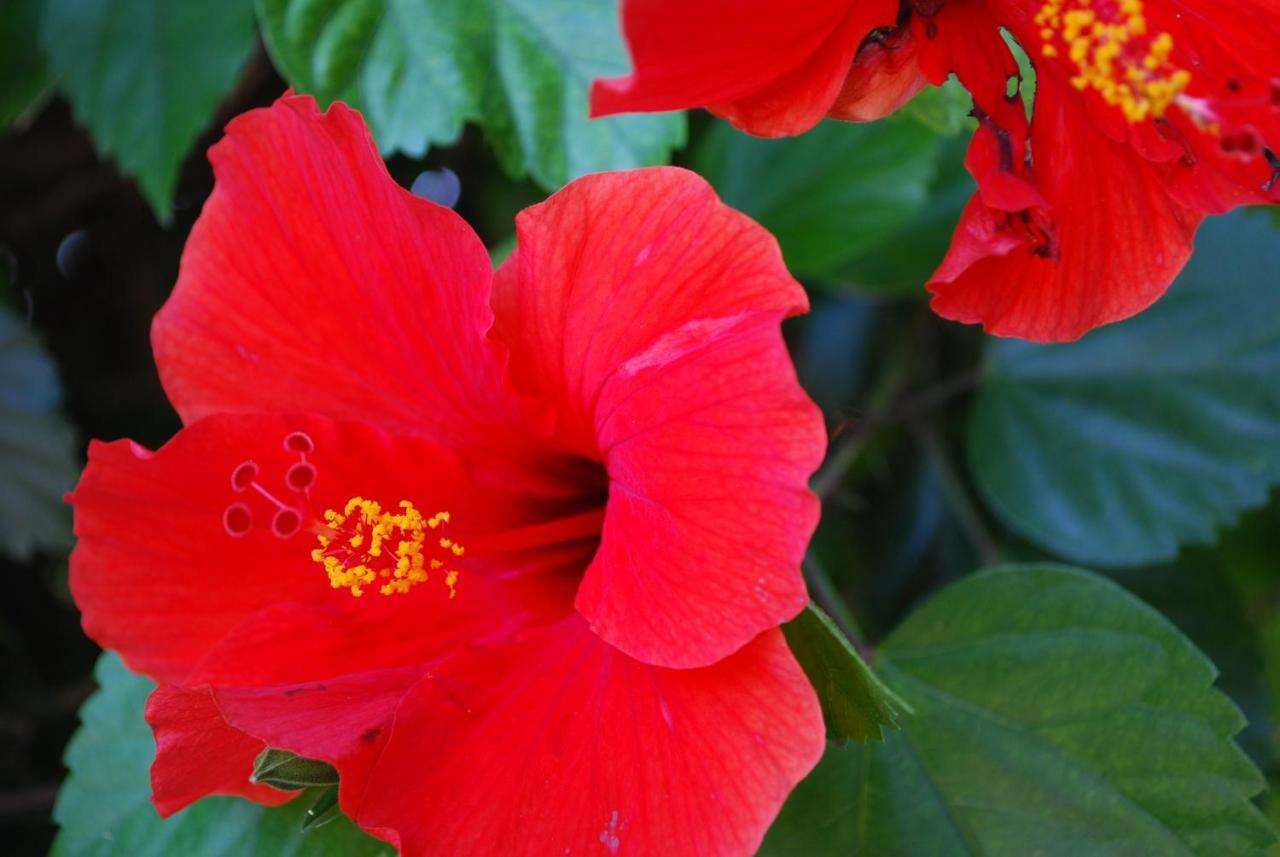 PaphosMargarita 110公寓 外观 照片